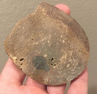 Utah Fossil Dinosaur Bone Slab 2.  75” Polished Jurassic Fossil 2 Oz
