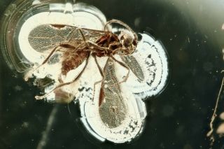 Wasp Hymenoptera Fossil Inclusion Baltic Amber 201208 - 06,  Img