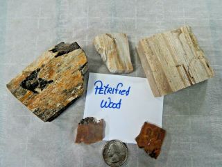 Petrified Wood Rough Cut