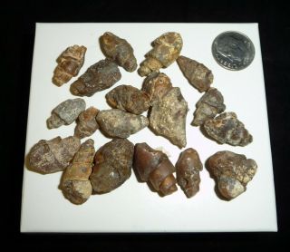 Natural Turritella Agate Fossil Stones Morooco 42 Grams