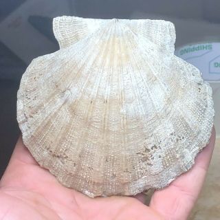 Miocene Fossil Scallop From Calvert Cliff In Maryland.