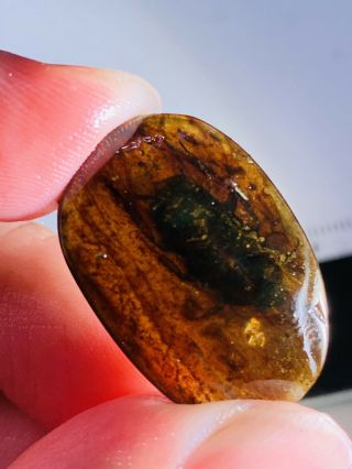 1.  45g Big Adult Roach Burmite Myanmar Burmese Amber Insect Fossil Dinosaur Age