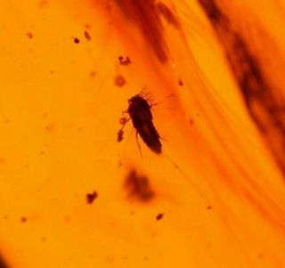 Rare Horseshoe Crab Beetle With Open Wings In Authentic Dominican Amber Fossil