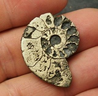 34mm Ammonite Pyrite Mineral Fossil Fossilien Ammoniten France