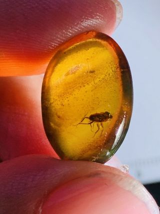 1.  21g Roach Larva Burmite Myanmar Burmese Amber Insect Fossil Dinosaur Age