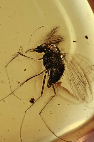 True Midge Chironomidae Fossil Inclusion Baltic Amber 200820 - 88,  Img