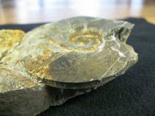 Ammonite Fossil In Matrix,  Triassic Era 199 Million Years Old 14 X 6 X 2 Cm.