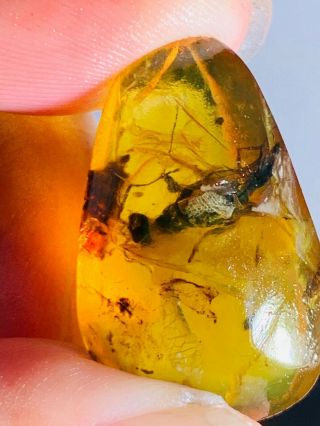 3.  07g Big Hymenoptera Wasp Bee Burmite Myanmar Amber Insect Fossil Dinosaur Age
