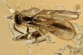 Wasp Hymenoptera Fossil Inclusion Baltic Amber 201208 - 41,  Img