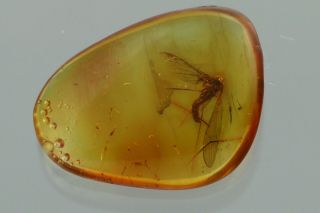 CRANE FLY limoniidae Fossil Inclusion BALTIC AMBER 201208 - 37,  IMG 2