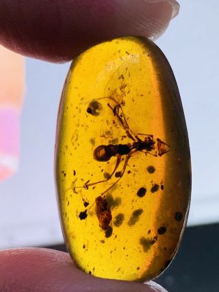 2.  66g Hymenoptera wasp bee Burmite Myanmar Amber insect fossil dinosaur age 2