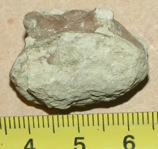 Baltoscandian index fossil Asaphid trilobite - Asaphus kotlukovi 2
