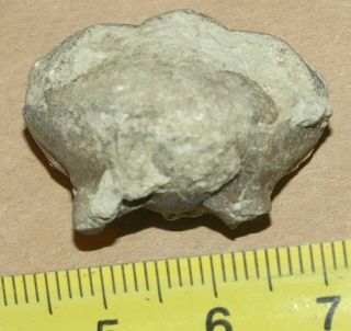 Baltoscandian index fossil Asaphid trilobite - Asaphus kotlukovi 3