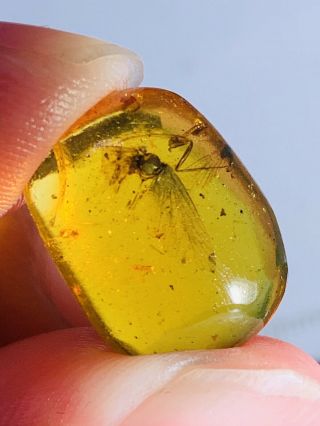 1.  07g Unknown Fly Bug Burmite Myanmar Burmese Amber Insect Fossil Dinosaur Age
