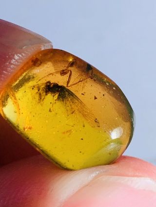 1.  07g Unknown Fly Bug Burmite Myanmar Burmese Amber insect fossil dinosaur age 2