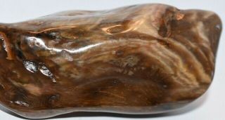 Gorgeous Petrified Wood.  polished 6.  7 oz 2
