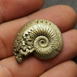 31mm Quenstedtoceras Pyrite Ammonite Fossils Fossilien Russia Pendant Golden