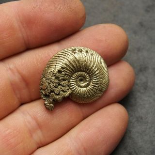 31mm Quenstedtoceras Pyrite Ammonite Fossils Fossilien Russia pendant Golden 2