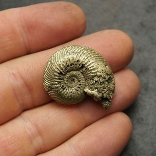 31mm Quenstedtoceras Pyrite Ammonite Fossils Fossilien Russia pendant Golden 3