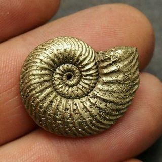 27mm Quenstedtoceras Pyrite Ammonite Fossils Fossilien Russia Pendant Golden