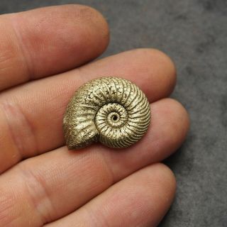 27mm Quenstedtoceras Pyrite Ammonite Fossils Fossilien Russia pendant Golden 2