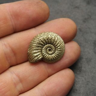 27mm Quenstedtoceras Pyrite Ammonite Fossils Fossilien Russia pendant Golden 3