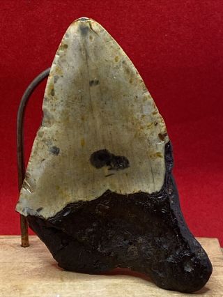 13.  3.  30”Megalodon Shark Tooth Fossil 100 2