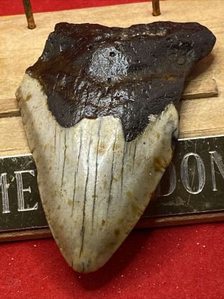 13.  3.  30”Megalodon Shark Tooth Fossil 100 3