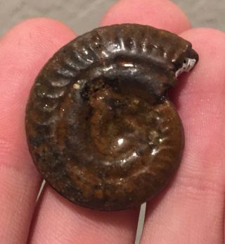 France Fossil Ammonite Hildoceras laevata Jurassic Fossil 2