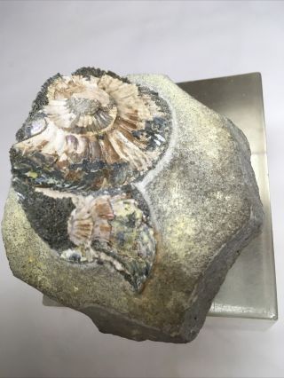 Pyritized Ammonite Cast With Nacre From Germany 97 2