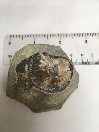 Pyritized Ammonite Cast With Nacre From Germany 97 3