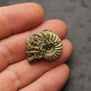 29mm Pleuroceras AMMONITE Pyrite Germany Fossil fossilien Mollusk Golden 3