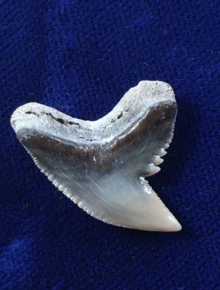 Large Galeocerdo Aduncus Fossil Extinct Tiger Shark Tooth Usa