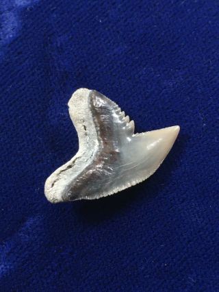 Large Galeocerdo Aduncus Fossil Extinct Tiger Shark Tooth USA 2