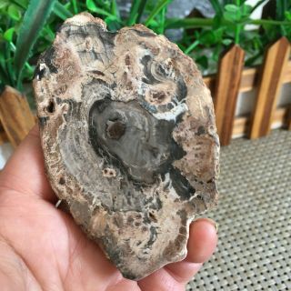 88g Polished Petrified Wood Crystal Slice Madagascar ps2854 2
