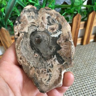 88g Polished Petrified Wood Crystal Slice Madagascar ps2854 3