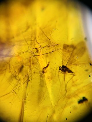 Unknown Hair&fly Bug Burmite Myanmar Burmese Amber Insect Fossil Dinosaur Age