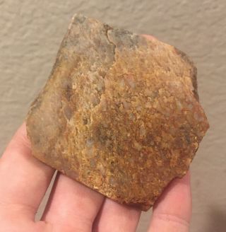 Utah Fossil Dinosaur Bone Slab Jurassic 2.  75” Polished Fossil 1.  5 Oz