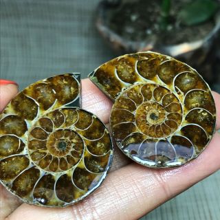 1pair Of Cut Split Pearly Nautilus Ammonite Crystal Specimen Shell Healing 12253