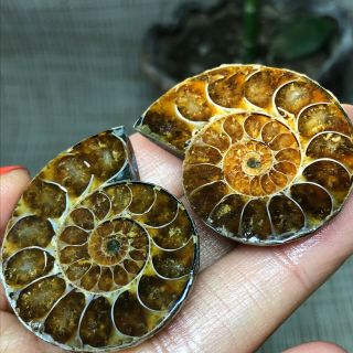1Pair of cut Split pearly nautilus Ammonite crystal Specimen Shell Healing 12253 2