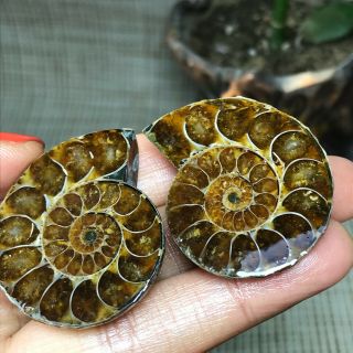 1Pair of cut Split pearly nautilus Ammonite crystal Specimen Shell Healing 12253 3