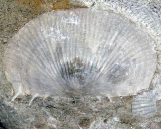 Silurian Brachiopod,  Details - Protochonetes Ludloviensis