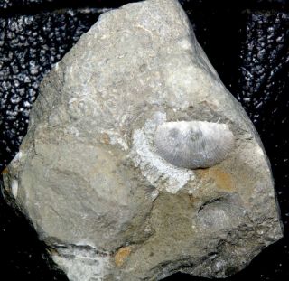 Silurian brachiopod,  details - Protochonetes ludloviensis 2