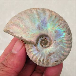 82g Rainbow Natural conch fossil specimens of Madagascar 20121502 2