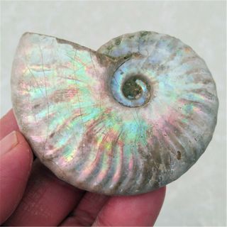 82g Rainbow Natural conch fossil specimens of Madagascar 20121502 3