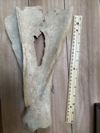Unknown Animal Bone - Whale Or Other Type Bone?