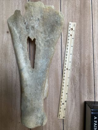 Unknown Animal Bone - Whale Or Other Type Bone? 2
