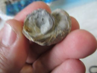 20 Exogyra Ilymatogyra Arietina Fossil Oysters w/ Trace (Pyrite/Iron) Rams Horn 2