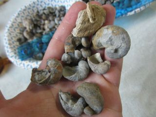 20 Exogyra Ilymatogyra Arietina Fossil Oysters w/ Trace (Pyrite/Iron) Rams Horn 3
