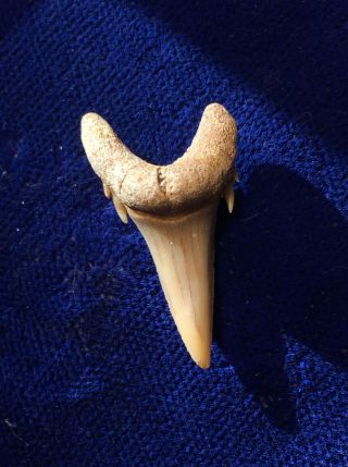 Jaekelotodus Robustus Fossil Shark Tooth Morocco 2